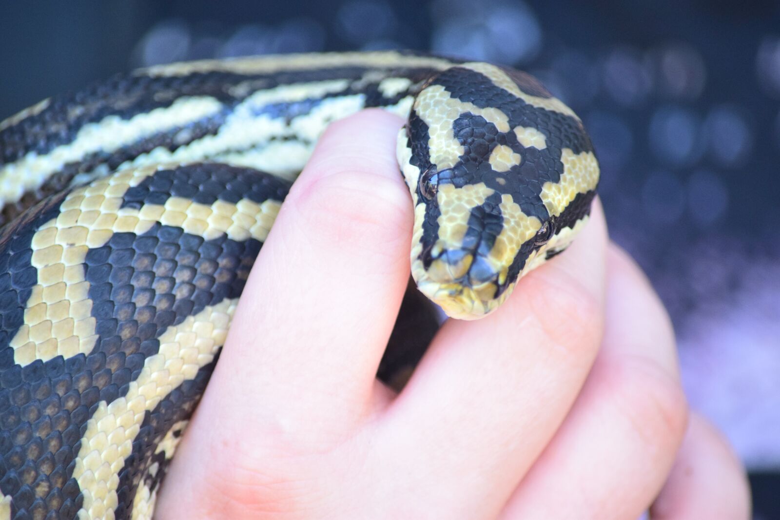 Nikon D3300 sample photo. Snake, zoo, wildlife photography
