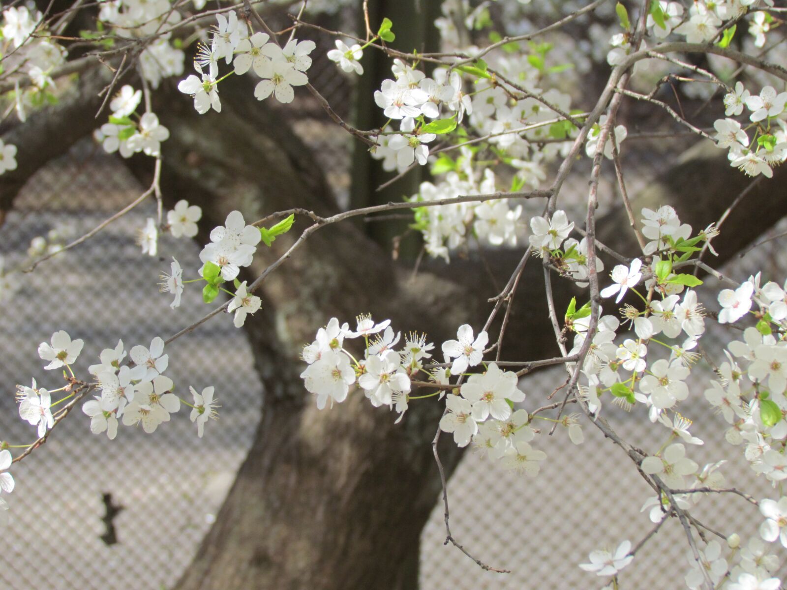Canon PowerShot SX30 IS sample photo. Flowers, tree, branch photography