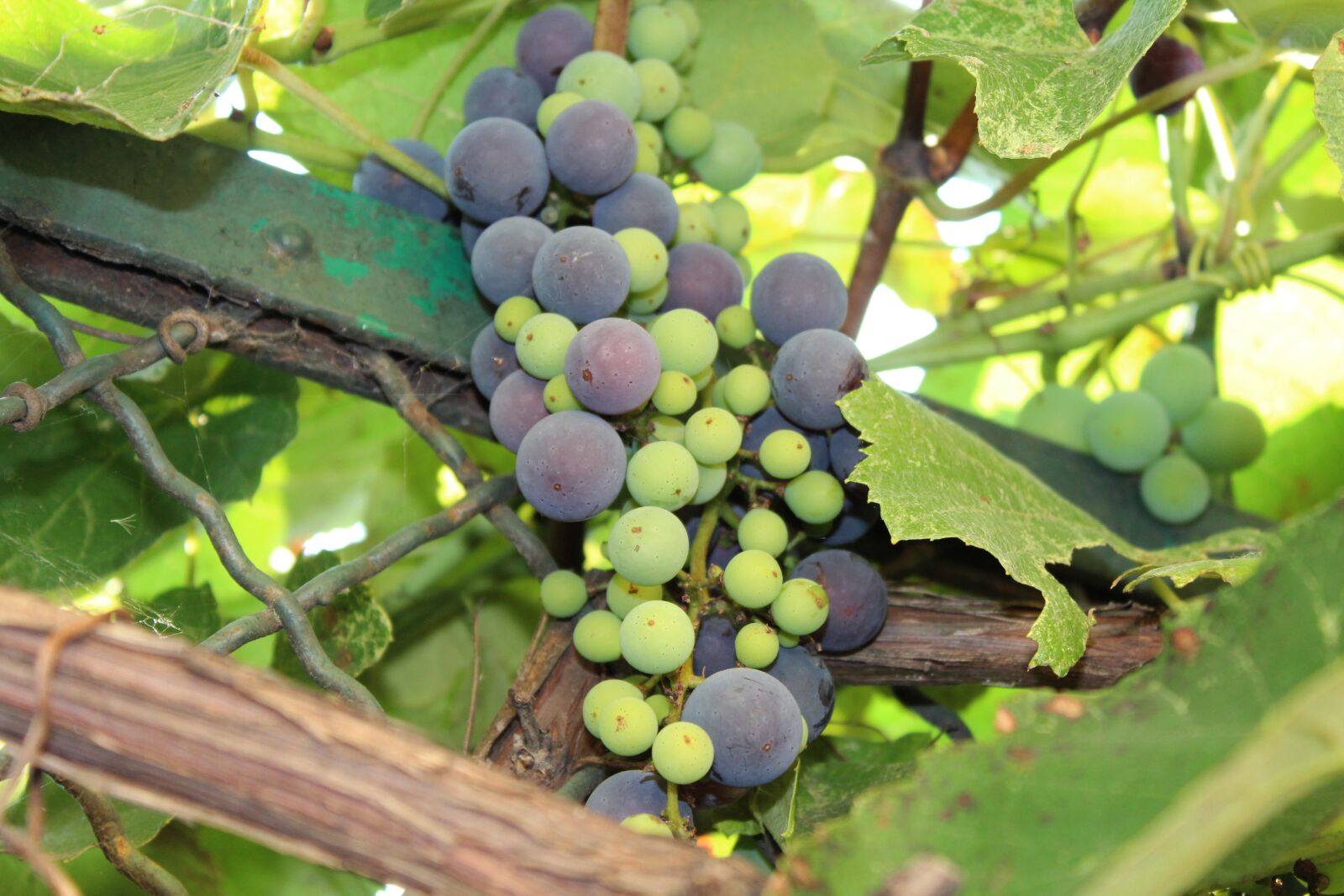 Canon EOS 1300D (EOS Rebel T6 / EOS Kiss X80) sample photo. Fruit, grapes, nature photography