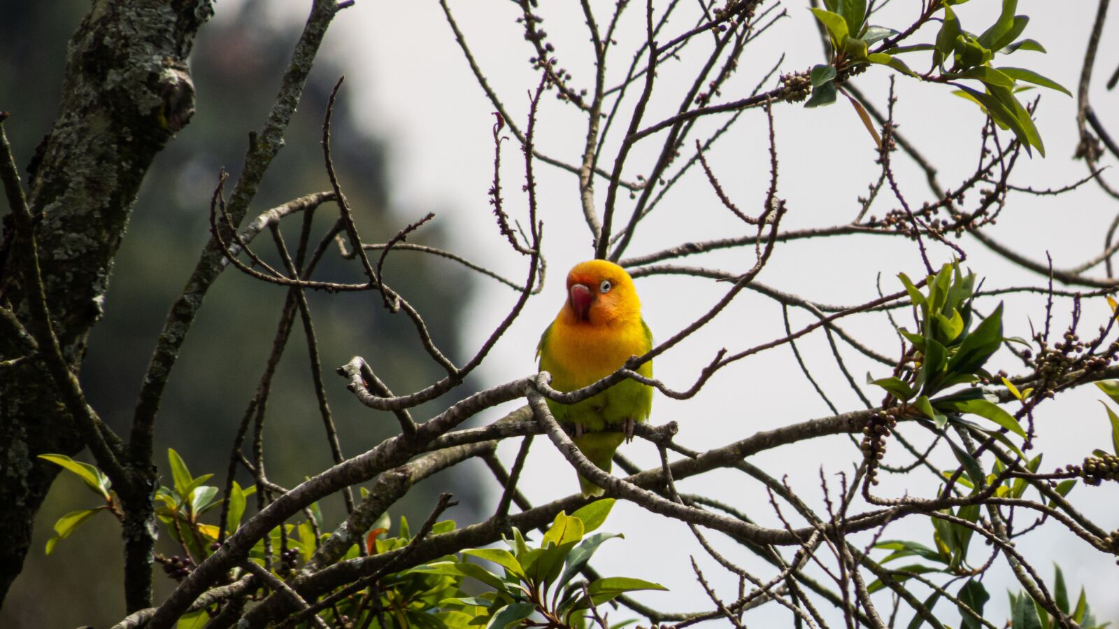 Canon PowerShot SX50 HS sample photo. Bird, parakeet, plumage photography