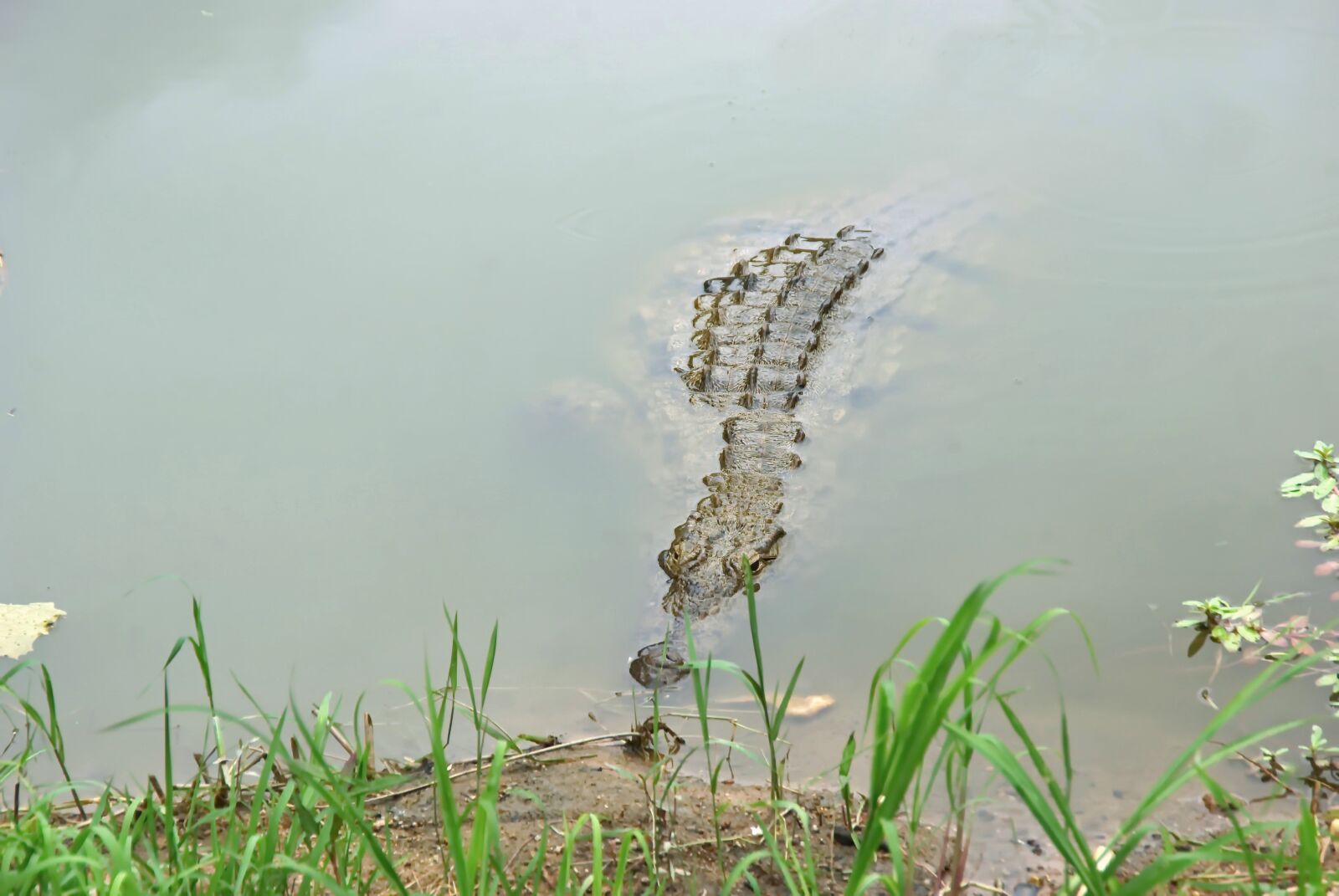 Pentax K200D sample photo. South africa, crocodile, lookout photography