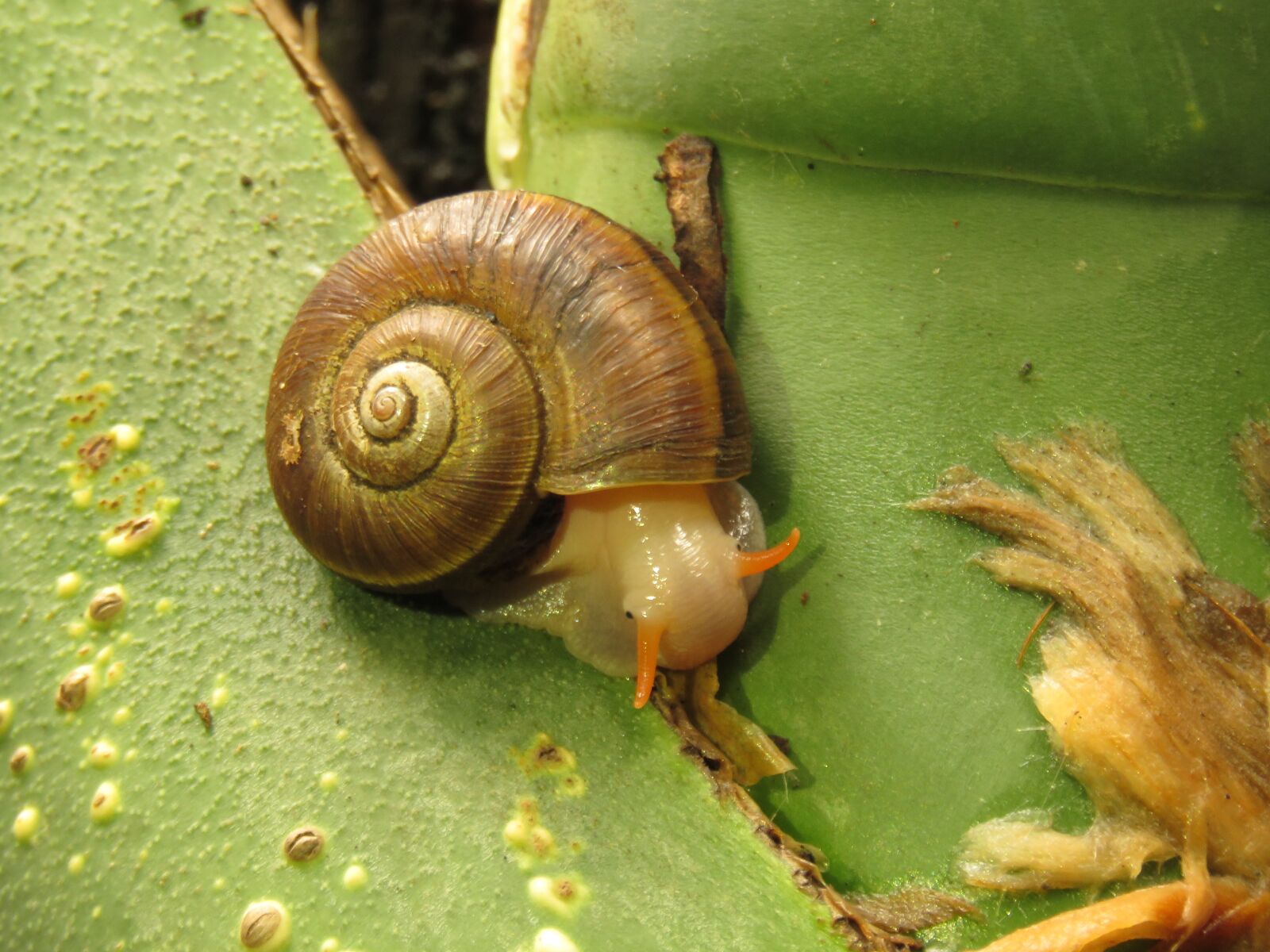 Canon PowerShot SX60 HS sample photo. Snail, animal, fauna photography