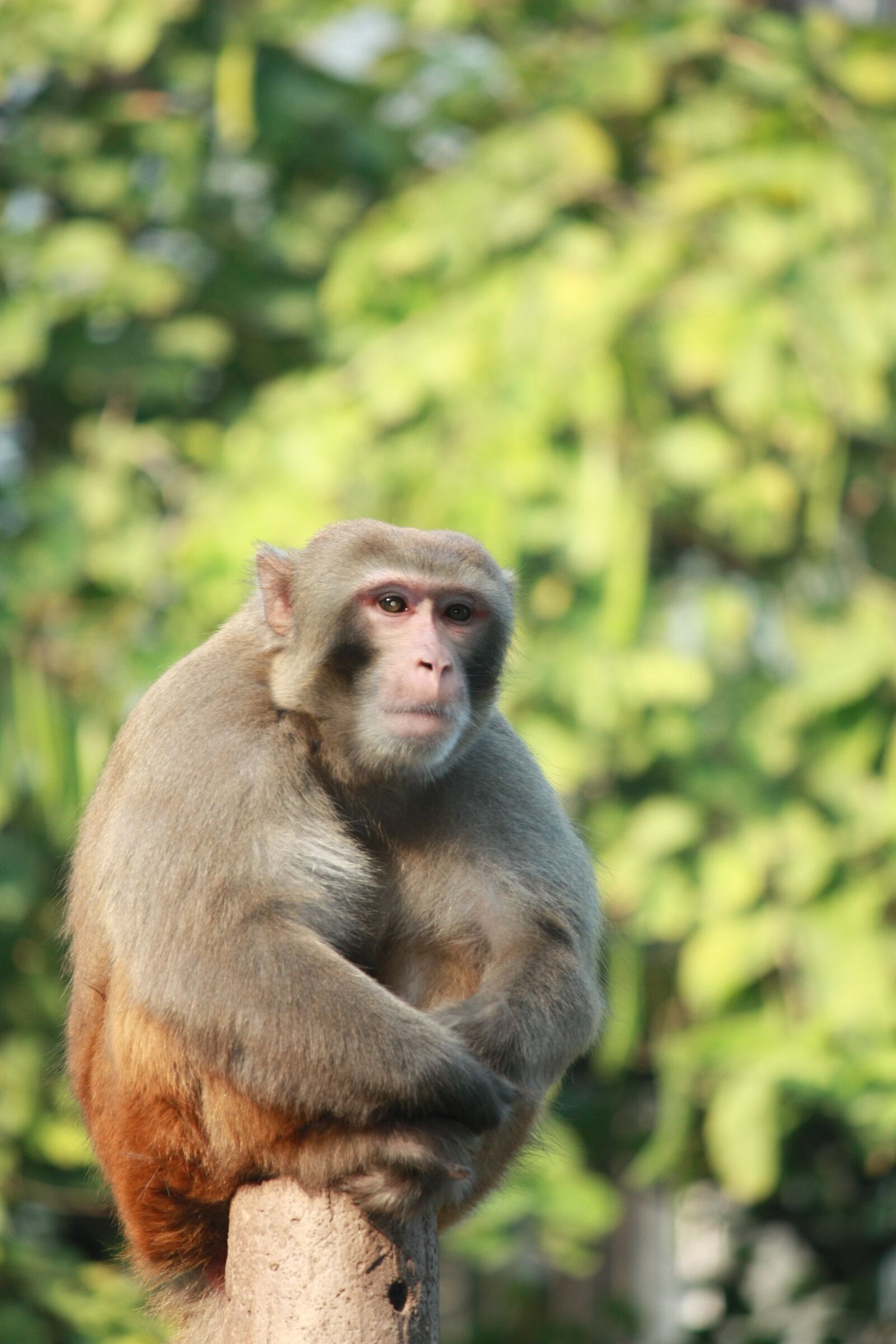 Canon EOS 450D (EOS Rebel XSi / EOS Kiss X2) sample photo. Monkey, animal, zoo photography