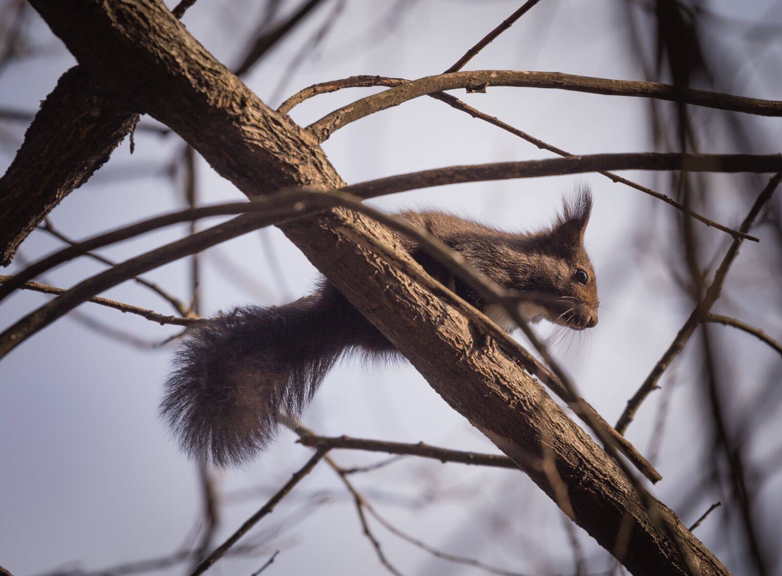 Canon EOS 6D + Canon EF 70-200mm F4L USM sample photo. Squirrel, animal, nature photography