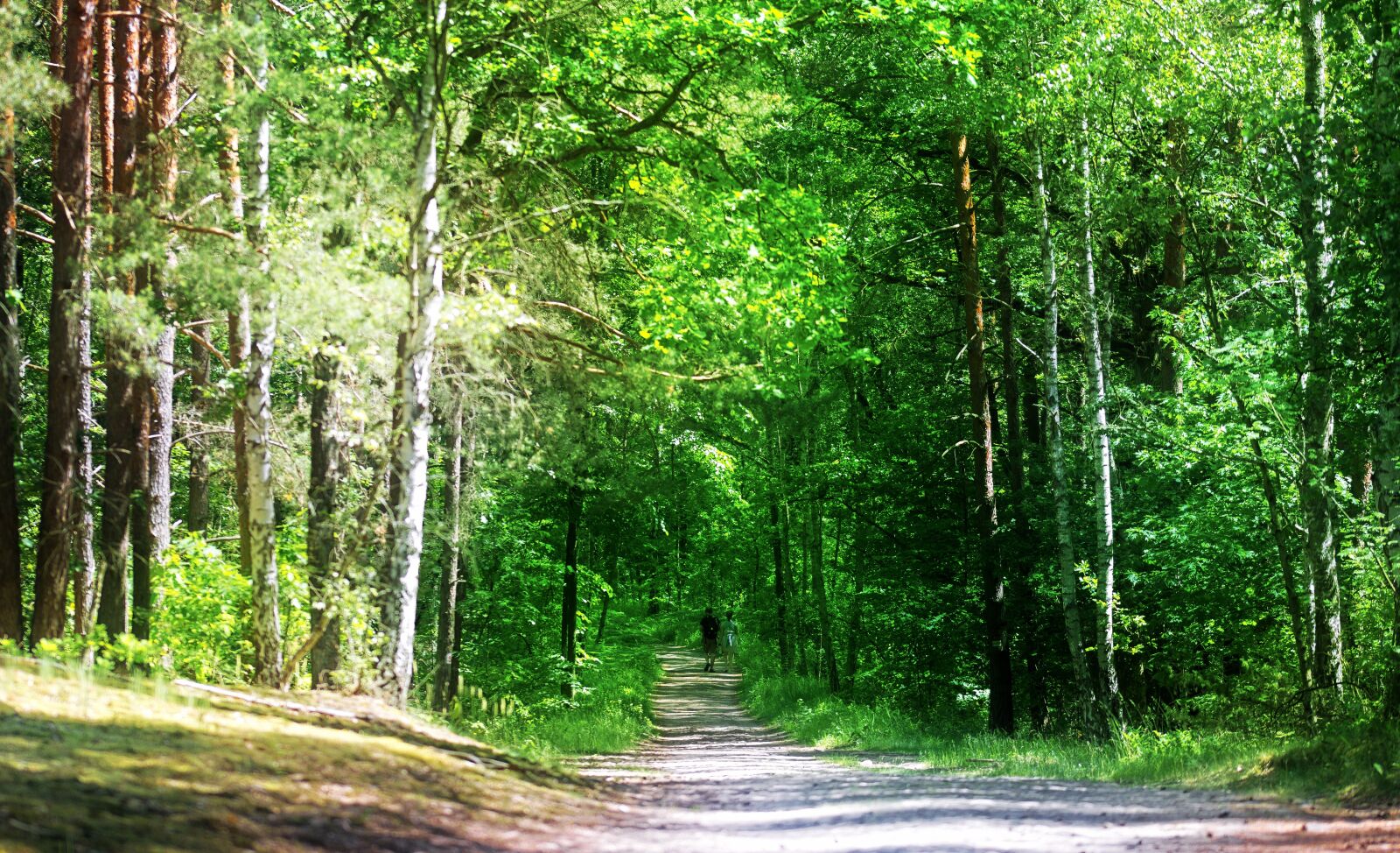 Nikon D5100 sample photo. Landscape, forest, trees photography
