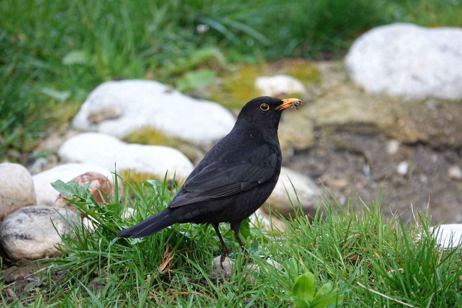 Sony Cyber-shot DSC-RX10 IV sample photo. Blackbird, foraging, spring photography