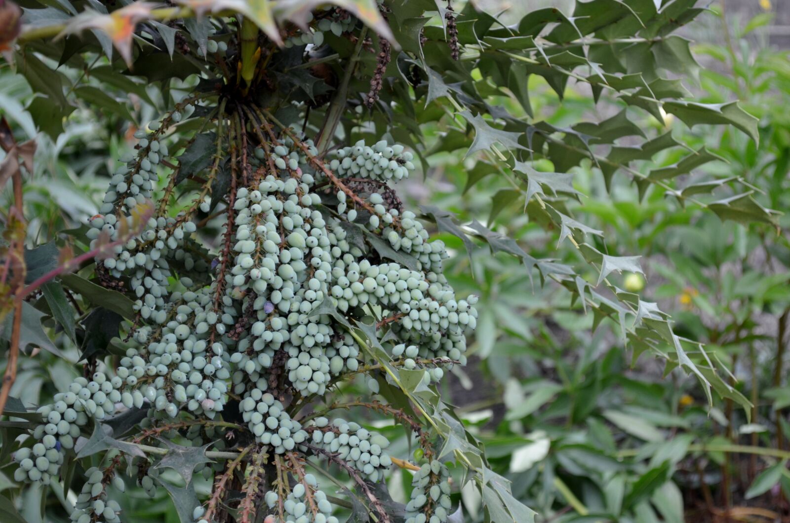 Nikon D5100 sample photo. Berberitzengew chs, mahonia x photography