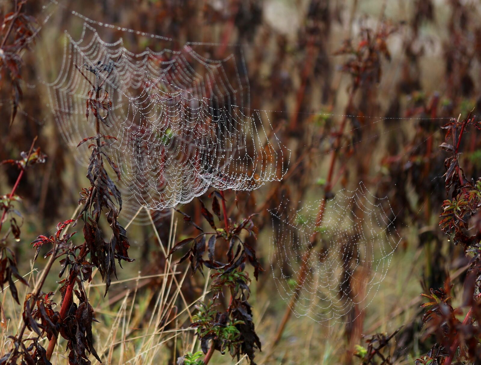 Canon EF-S 60mm F2.8 Macro USM sample photo. Spider web, drops, water photography