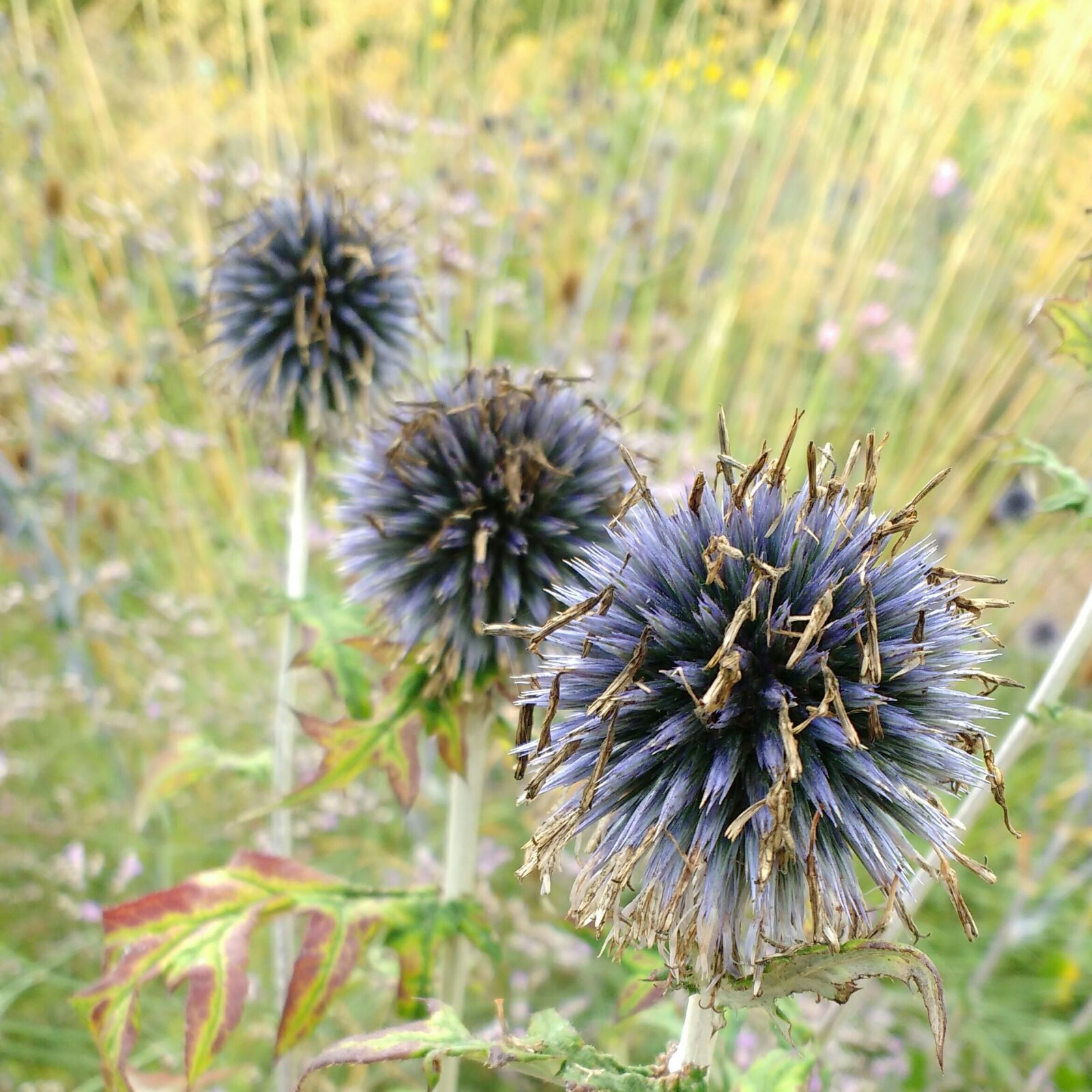 Motorola MotoG3 sample photo. Thistle, meadow, summer photography