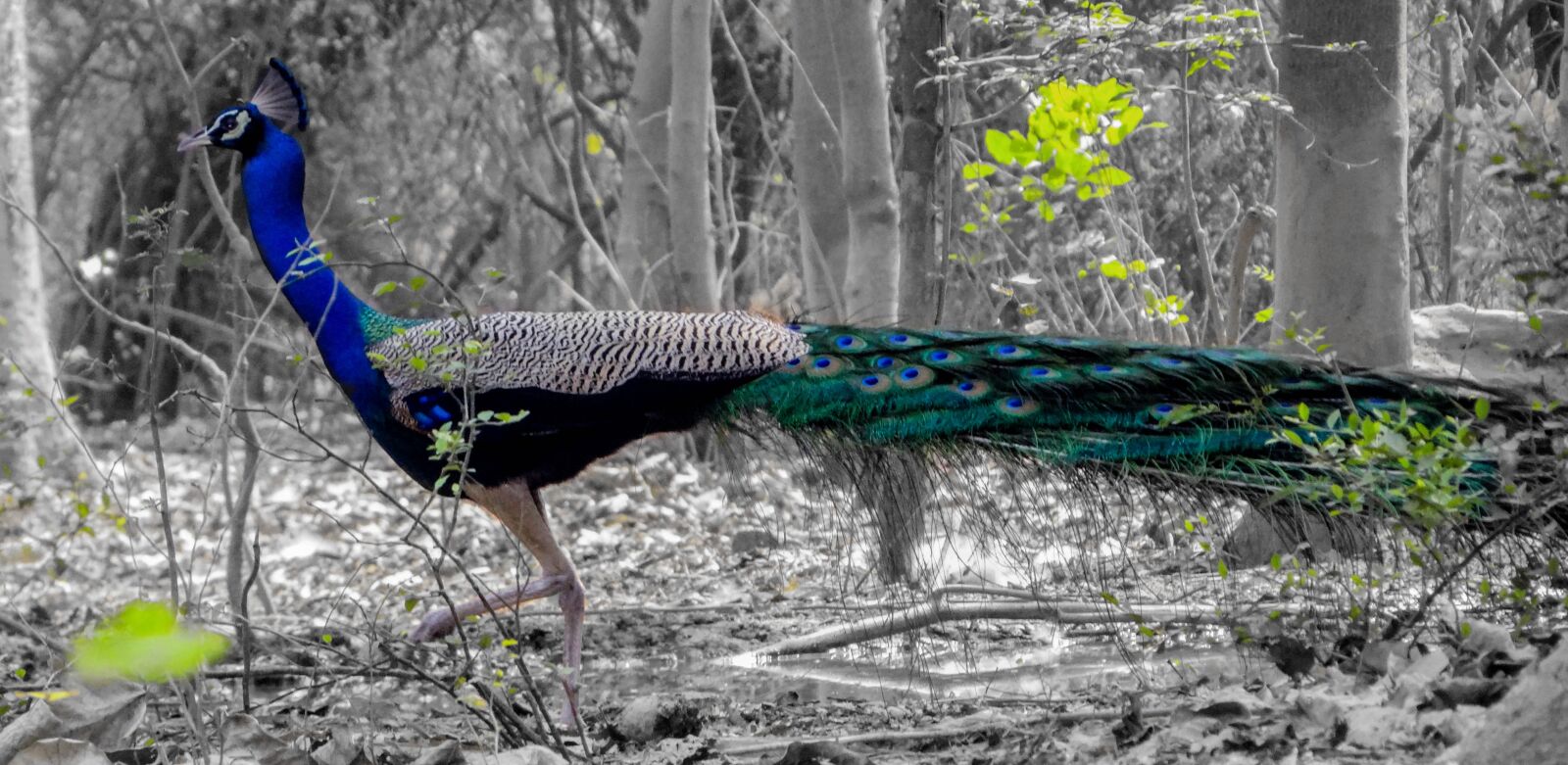 Sony Cyber-shot DSC-HX100V sample photo. Peacock, bird, wild photography