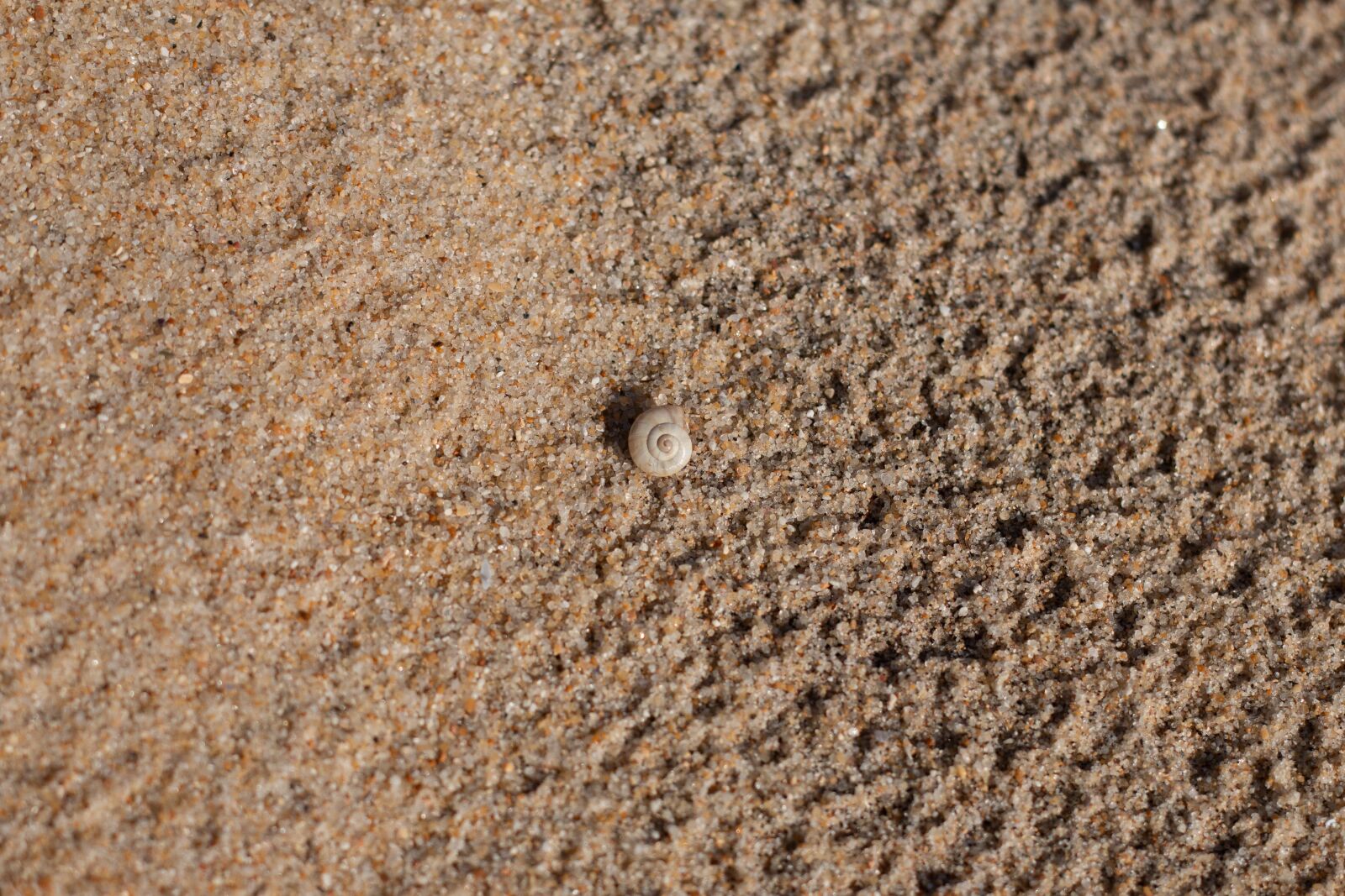 Canon EOS 70D + Canon EF 50mm F1.8 II sample photo. Shell, mar, sand photography
