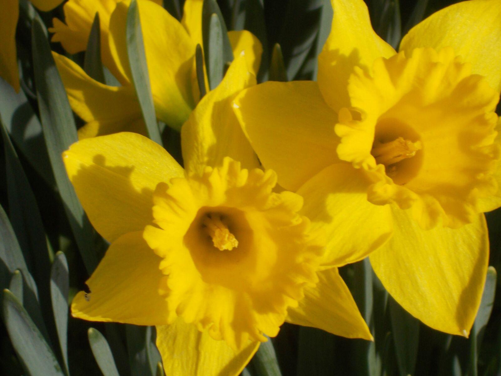 Nikon Coolpix L31 sample photo. Daffodil, garden, spring photography