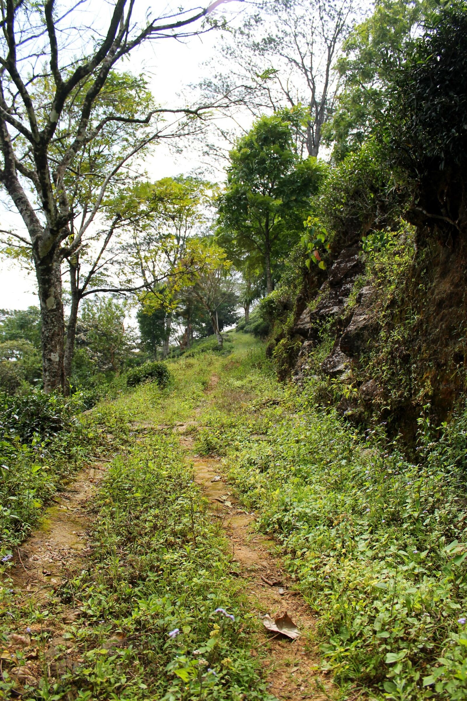 Canon EOS 1100D (EOS Rebel T3 / EOS Kiss X50) sample photo. Road, secondary road, country photography