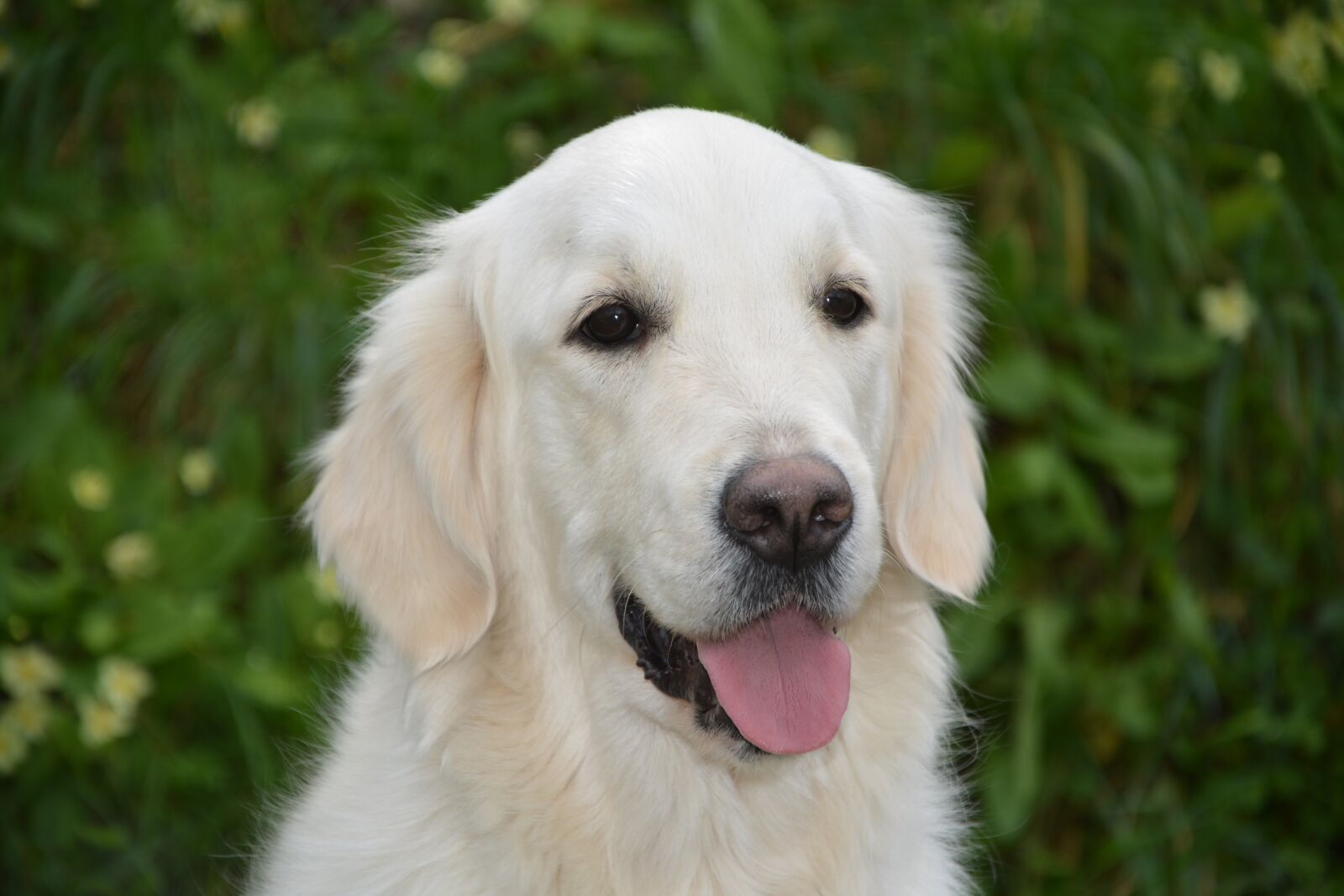 Nikon D5200 sample photo. Dog, bitch mollie, golden photography