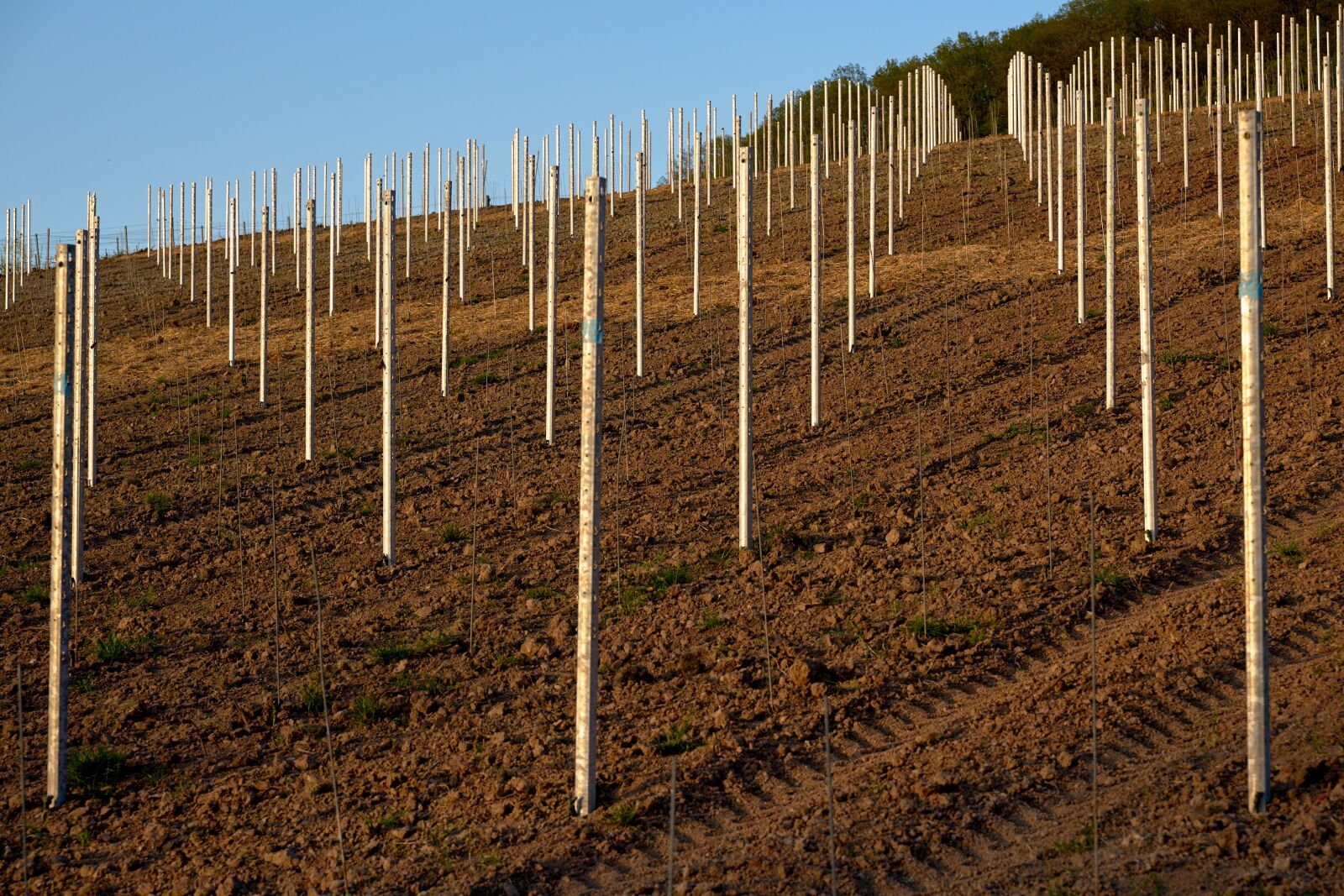 Tamron 28-75mm F2.8 Di III RXD sample photo. Vineyards, planting, bars photography