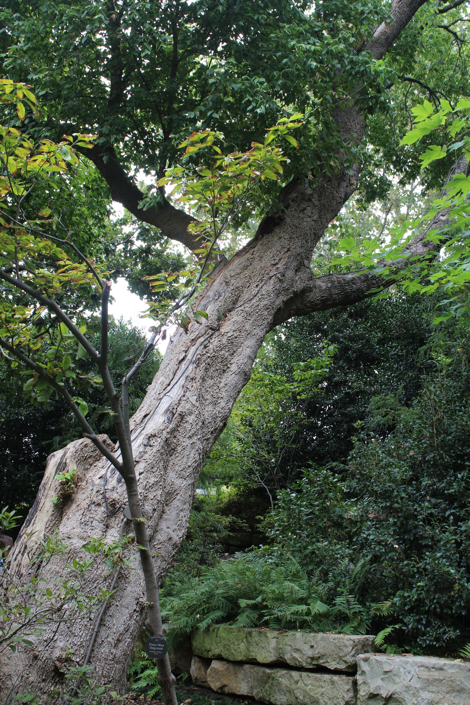 Canon EOS 650D (EOS Rebel T4i / EOS Kiss X6i) + Canon EF-S 18-55mm F3.5-5.6 IS II sample photo. Trees, garden, green photography