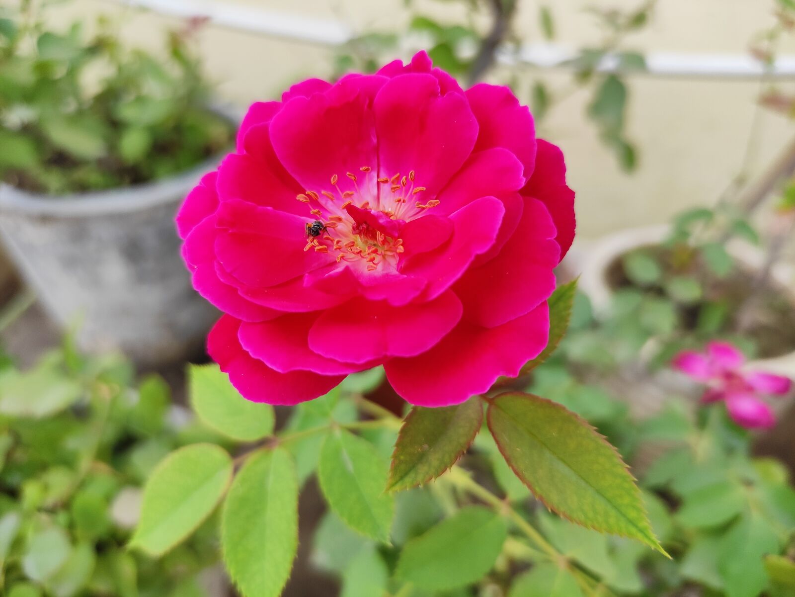 Xiaomi POCO X2 sample photo. Rose, rosa, plant photography