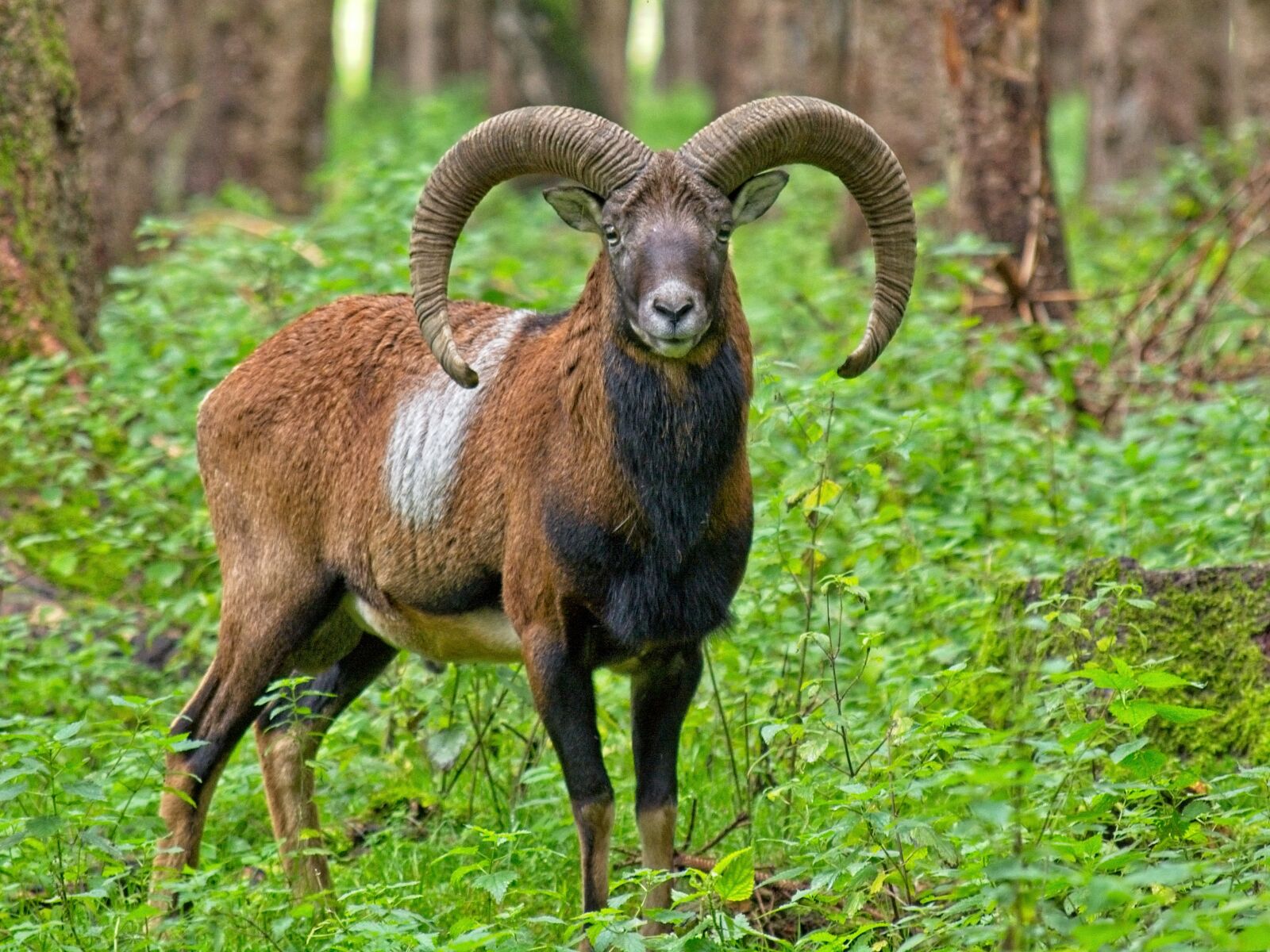 Nikon D7100 sample photo. Mouflon, wild sheep, nature photography