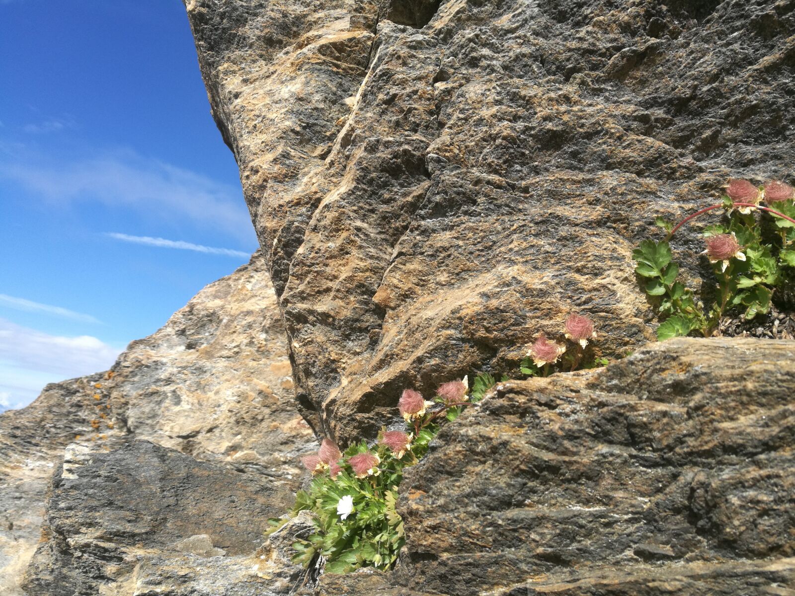HUAWEI Honor 8 sample photo. Rocciamelone, montagna, fiori photography