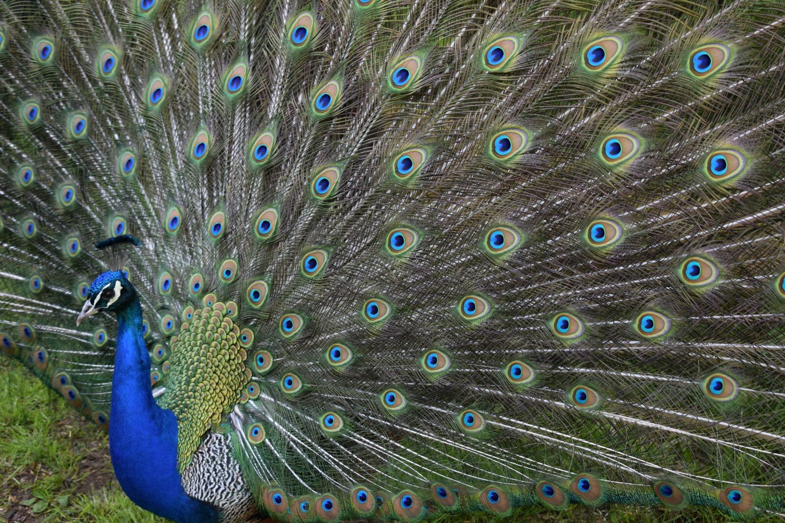 Nikon D3300 sample photo. Peacock, close up, plumage photography