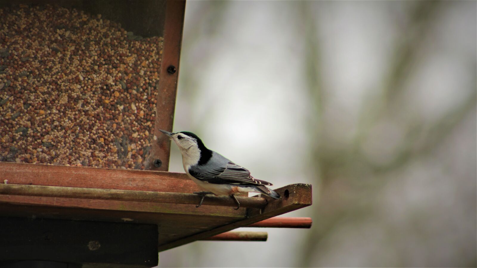 Canon EOS 550D (EOS Rebel T2i / EOS Kiss X4) sample photo. Bird, nature, outdoors photography