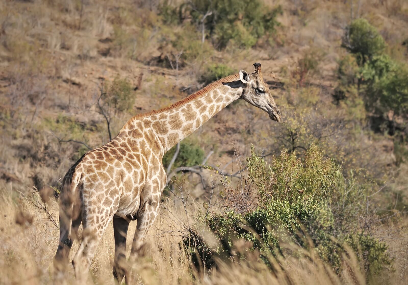 Nikon D300S sample photo. Giraffe, animals, safari photography