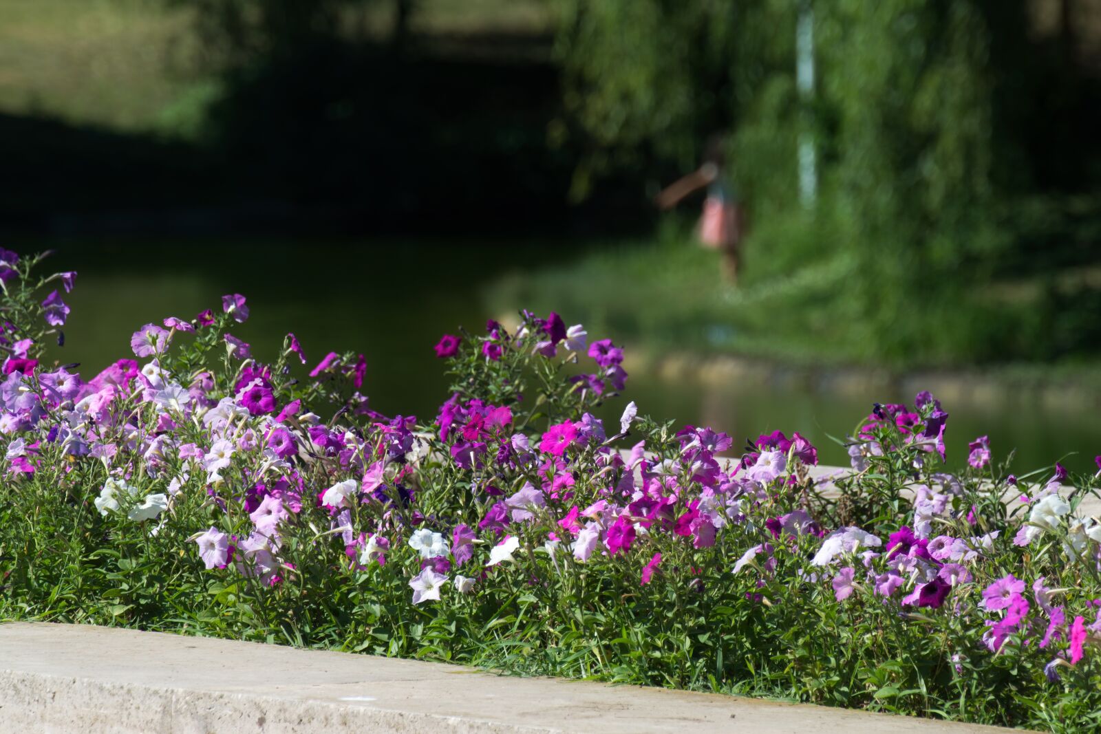 Nikon D5300 sample photo. Flowers, petunias, violet photography