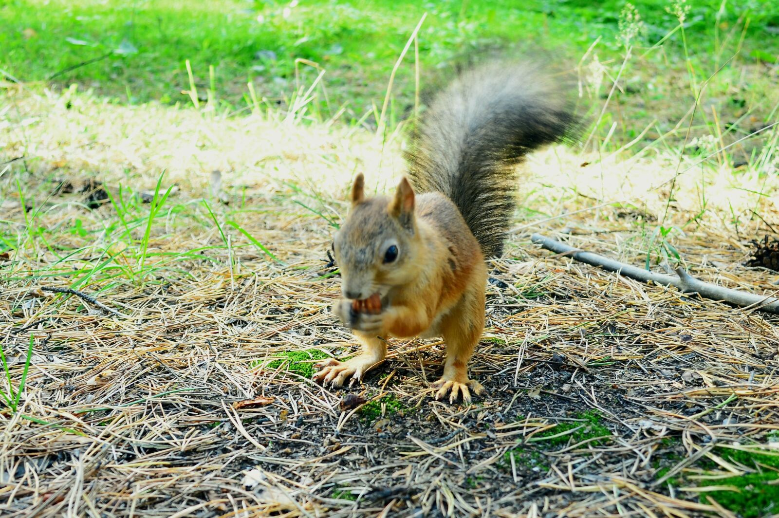 Nikon D5100 sample photo. Squirrel, forest, nature photography