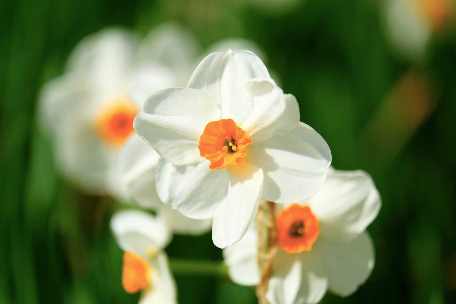 Fujifilm XF 55-200mm F3.5-4.8 R LM OIS sample photo. Narcissus, flower, white photography