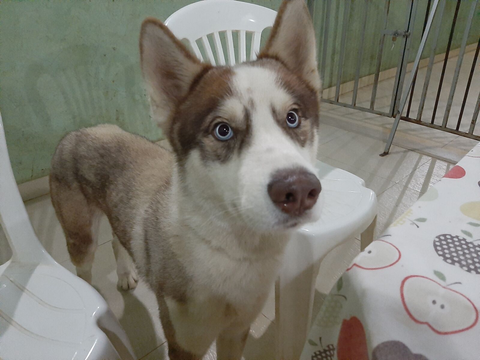 Samsung Galaxy A50 sample photo. Dog, gohan, friend photography