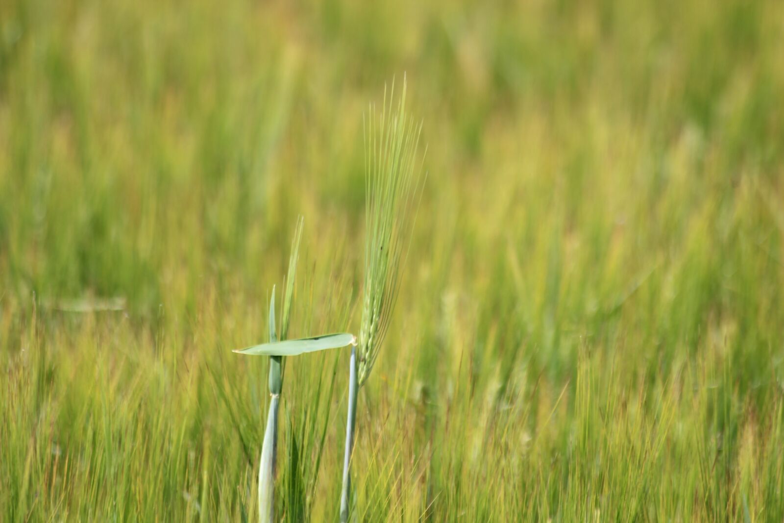 Canon EOS 600D (Rebel EOS T3i / EOS Kiss X5) sample photo. Cereals, arable, agriculture photography