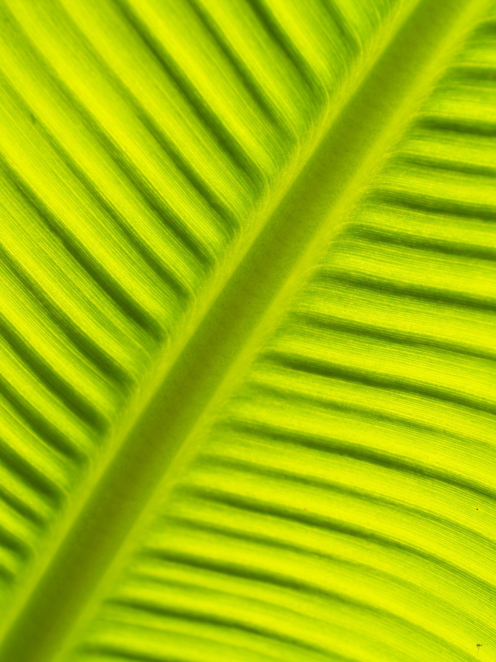 Olympus E-300 (EVOLT E-300) sample photo. Leaf, background, lines photography