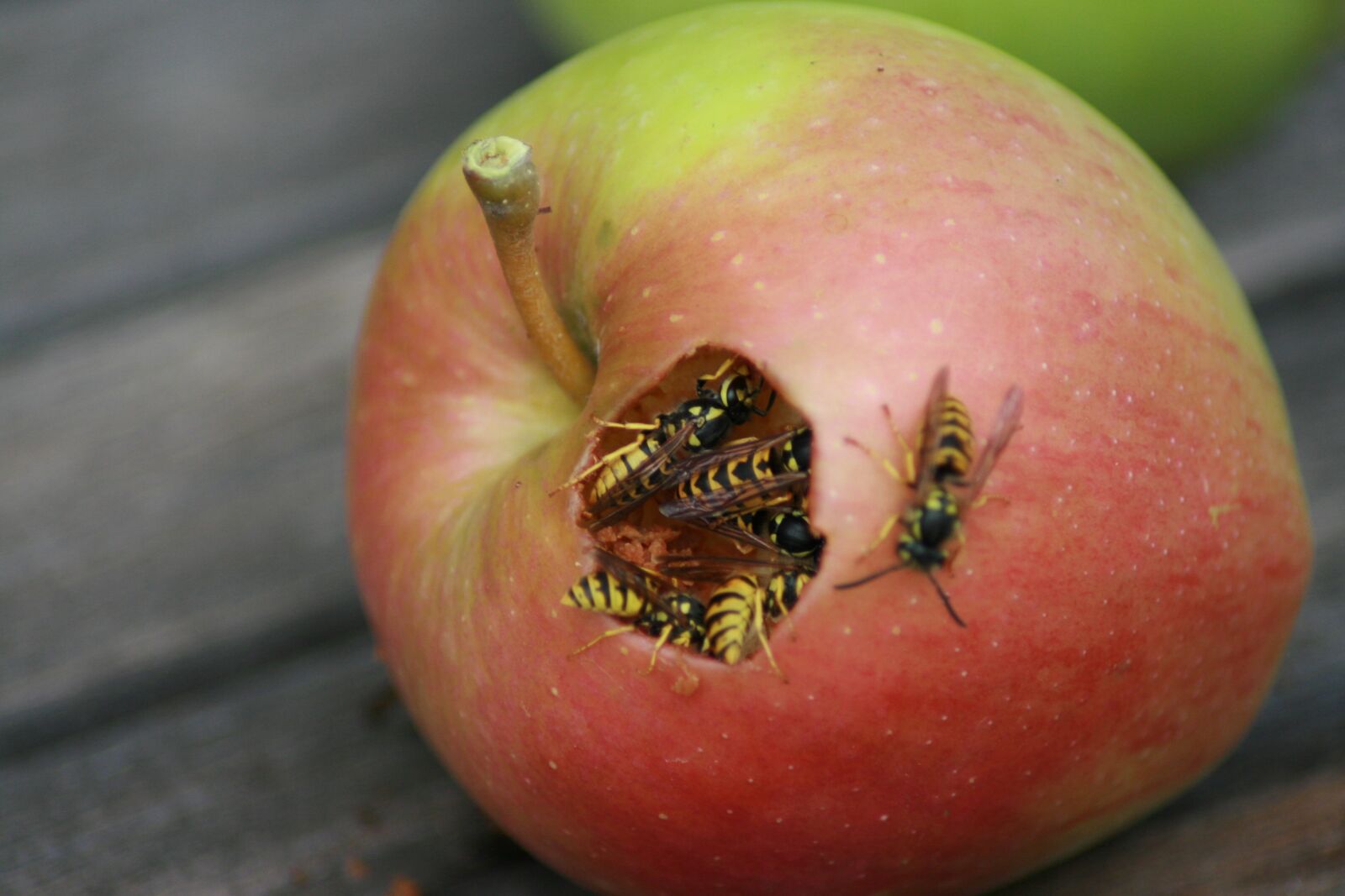 Canon EOS 400D (EOS Digital Rebel XTi / EOS Kiss Digital X) sample photo. Wasps, plage, apple photography