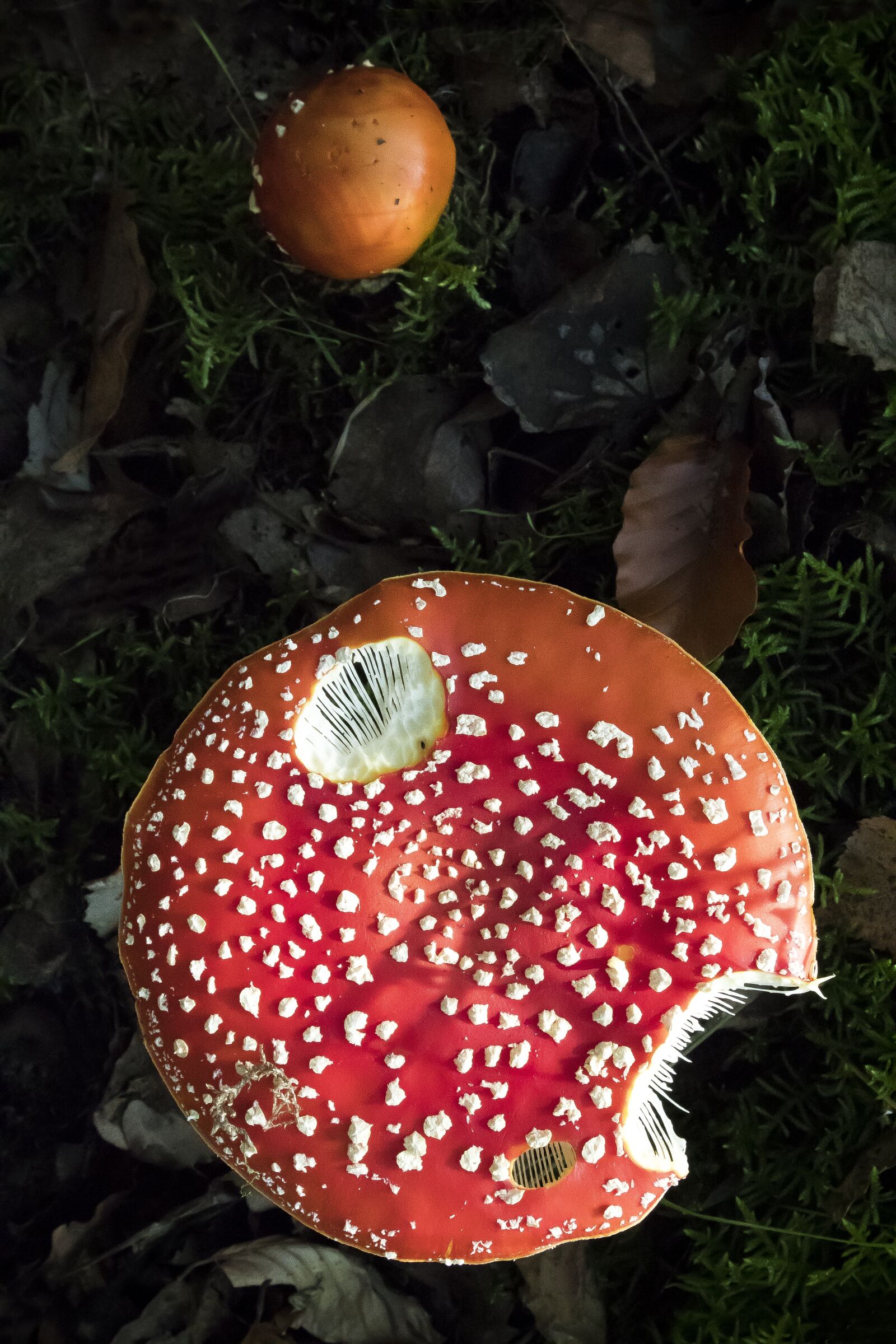 Canon EOS 1300D (EOS Rebel T6 / EOS Kiss X80) sample photo. Matryoshka, amanita muscaria, mushroom photography
