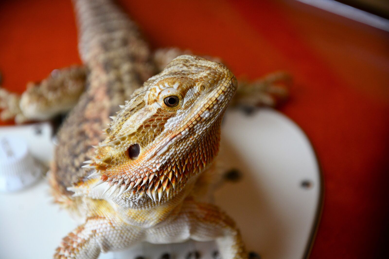 Nikon D7100 sample photo. Bearded dragon, lizard, staring photography