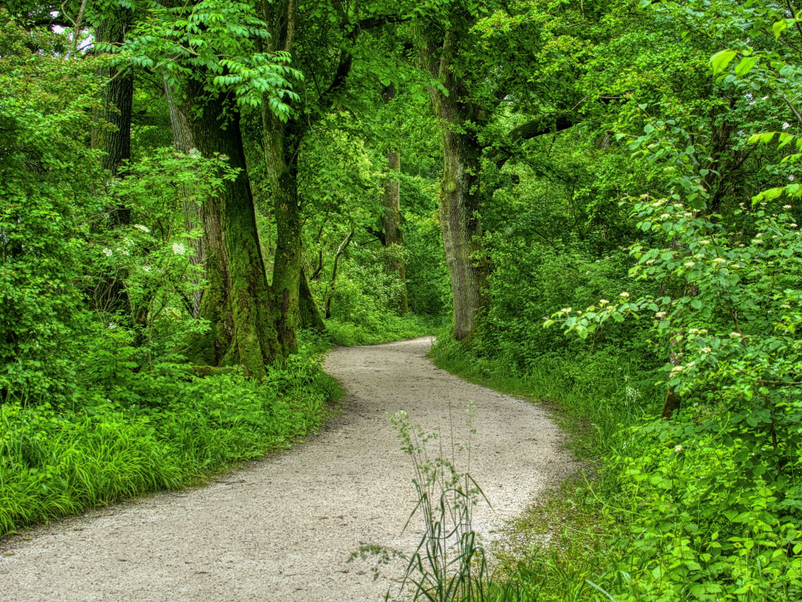 Nikon D7100 sample photo. Forest path, avenue, nature photography