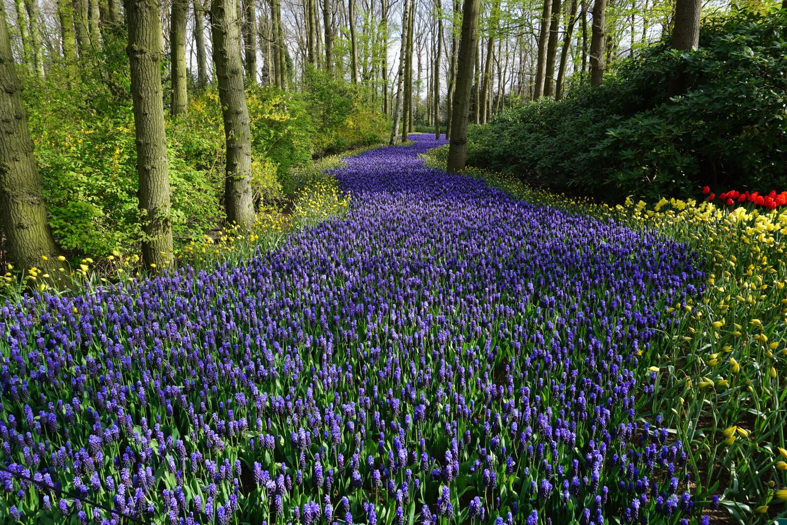 Sony a5100 sample photo. Flowers, forest, meadow photography