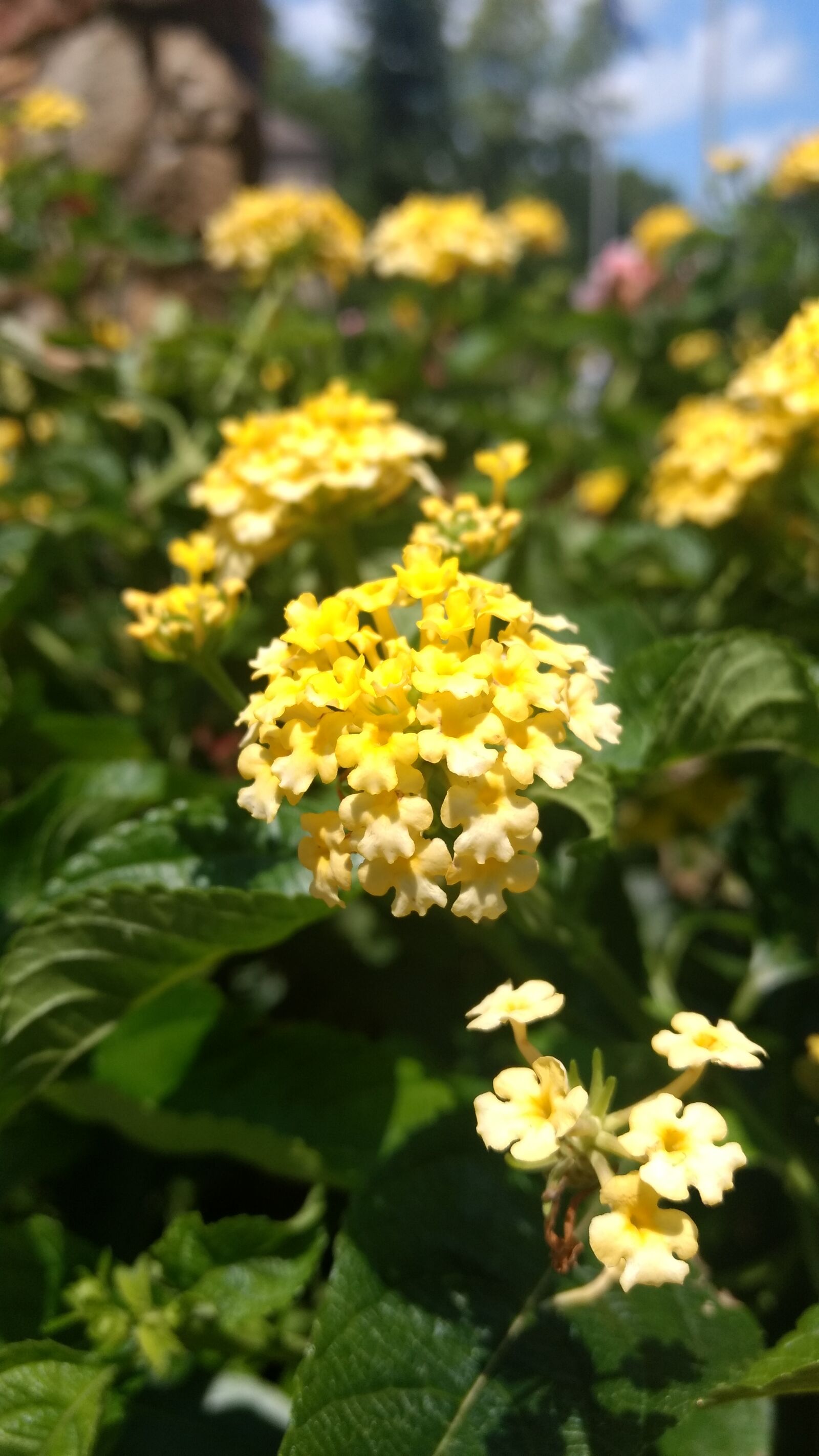Motorola Moto G (4) sample photo. Flower photography