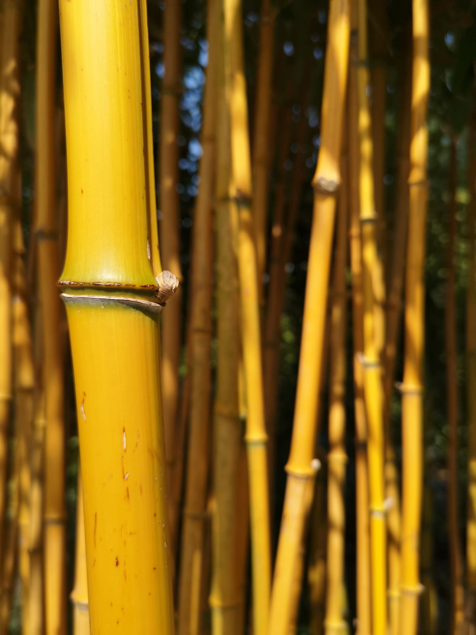 HUAWEI CLT-L09 sample photo. Bamboo, yellow, garden photography