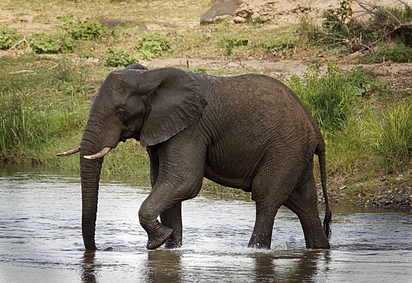 Nikon D7100 sample photo. Elephant, riverbed, trunk photography