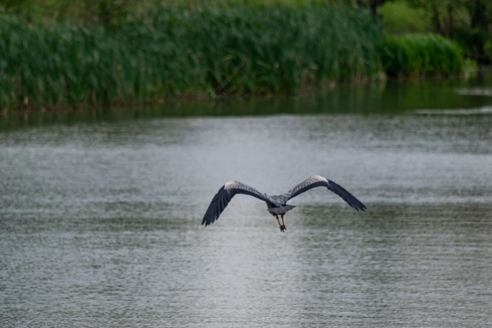 Nikon D3300 sample photo. Bird, fly, nature photography