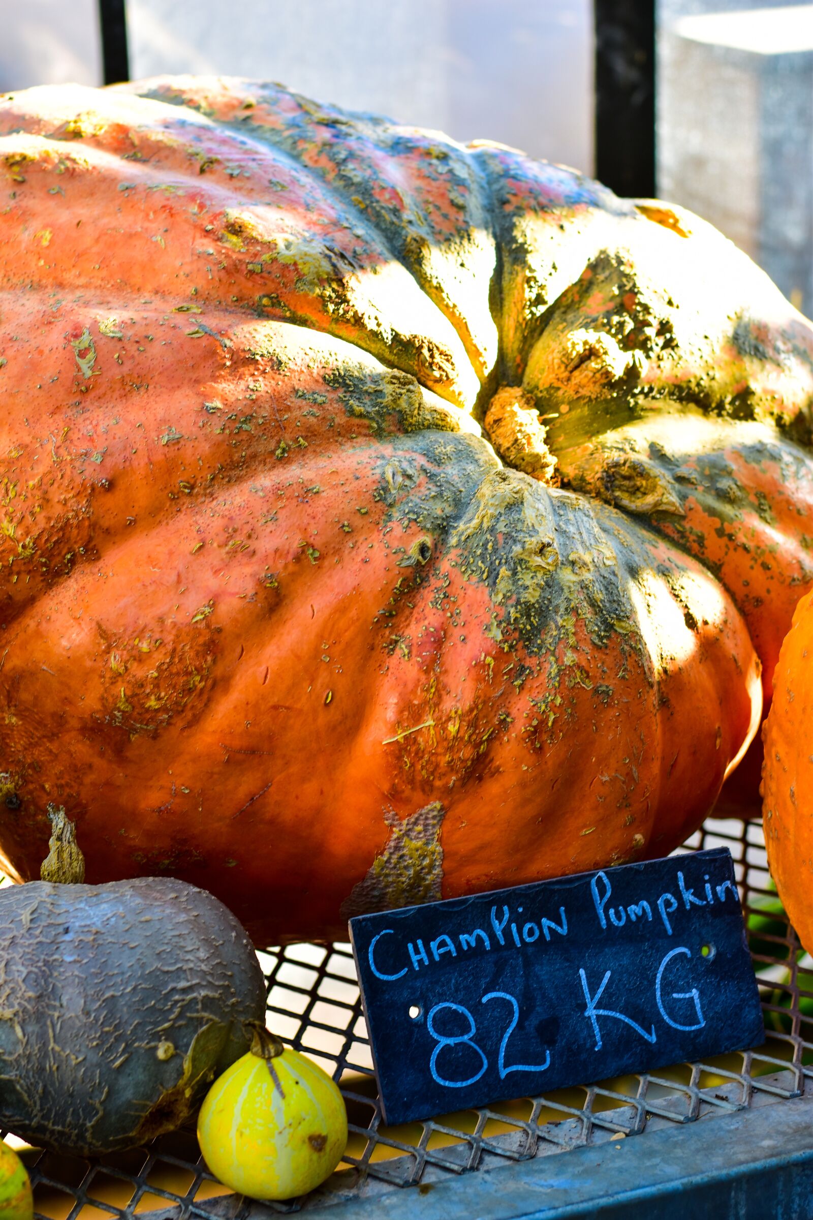 Nikon D5500 sample photo. Pumpkin, squash, vegetables photography