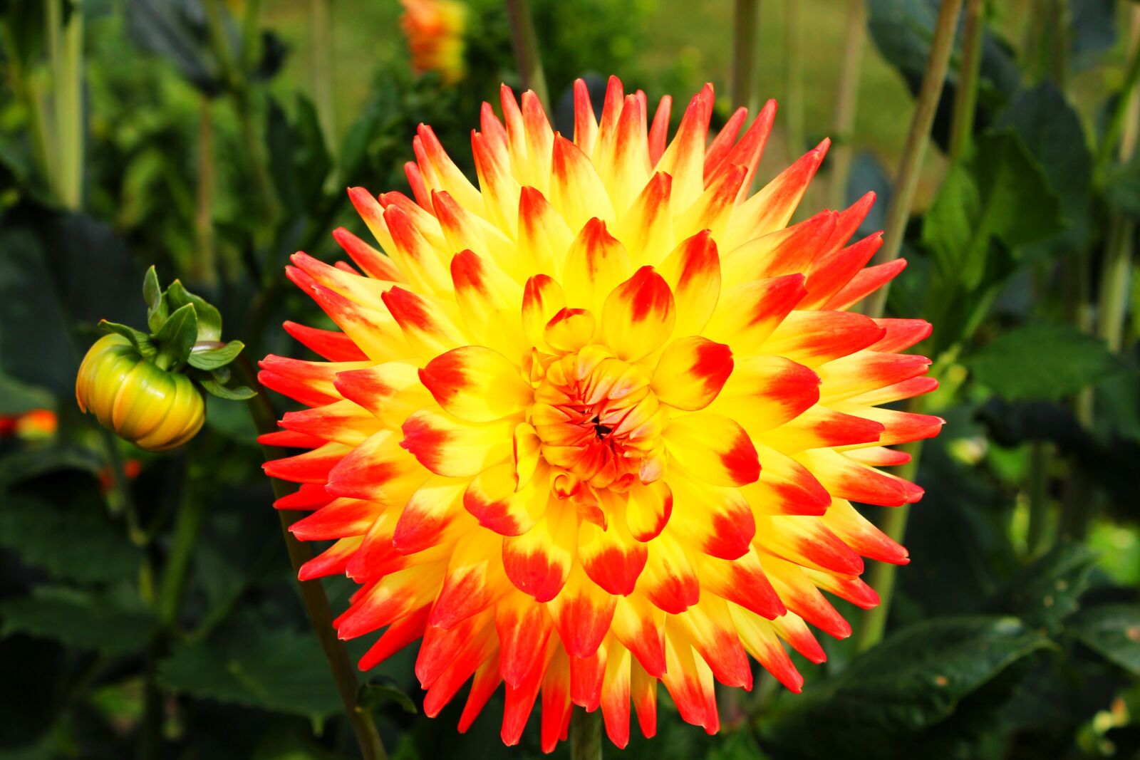 Canon EOS 1100D (EOS Rebel T3 / EOS Kiss X50) sample photo. Dahlia flower, dahlia, flower photography