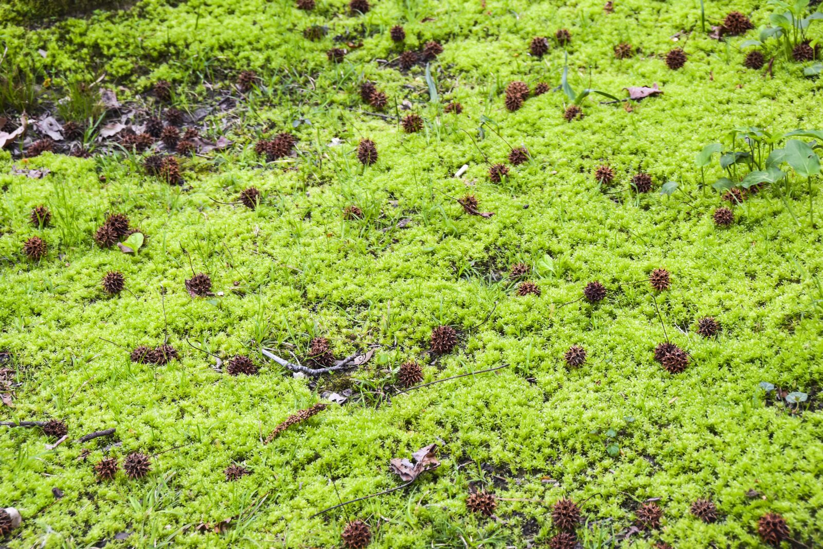Nikon D5300 sample photo. Cones, moss, swamp photography