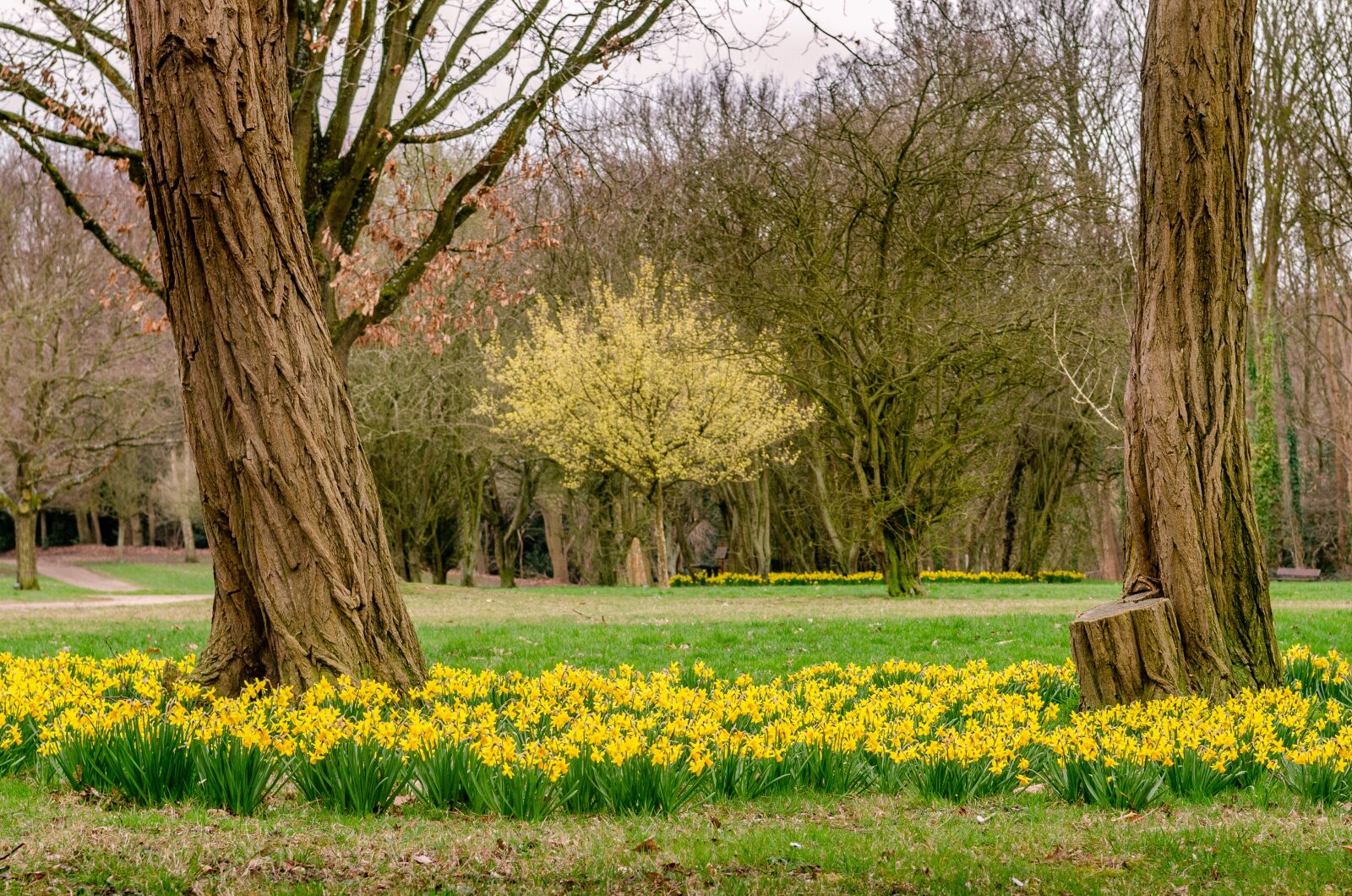 Nikon D7000 sample photo. Daffodil, spring, park photography