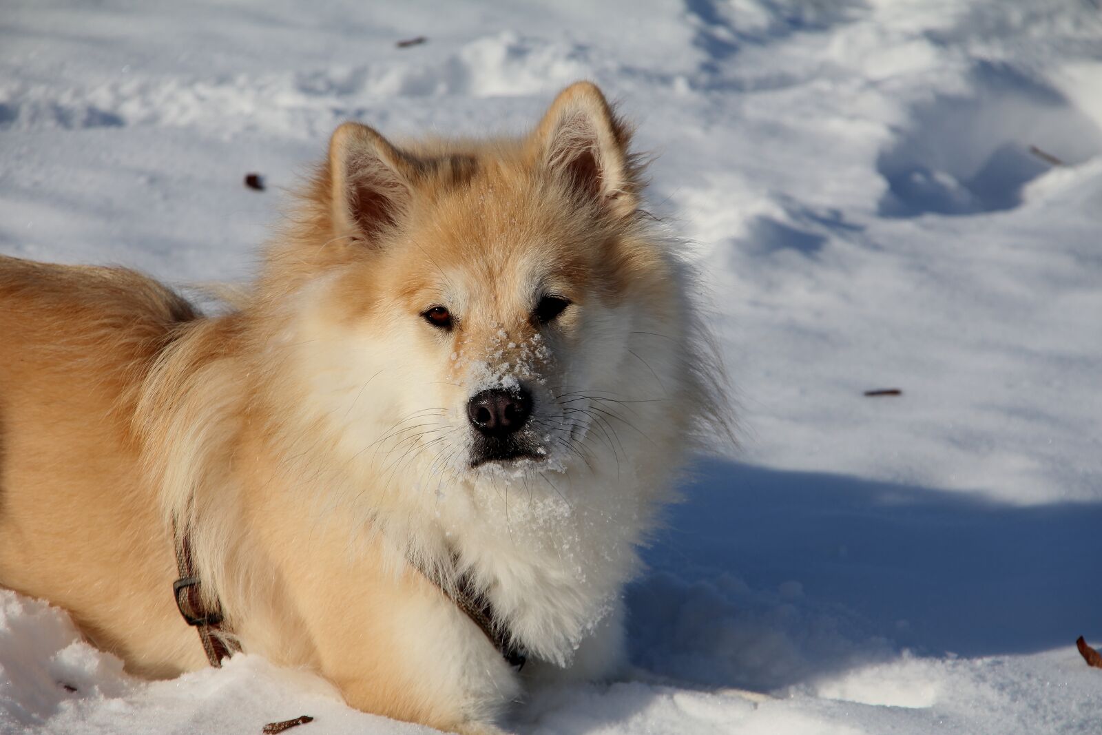 Canon EOS 550D (EOS Rebel T2i / EOS Kiss X4) sample photo. Eurasians, dog, pet photography