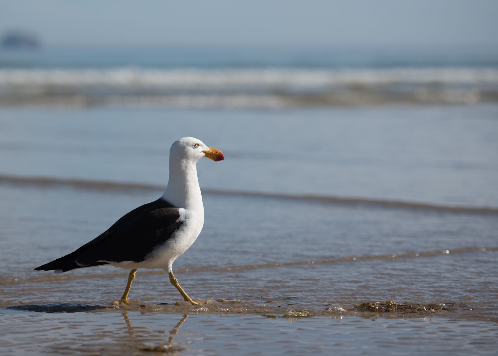 Nikon D750 sample photo. Seagull, sea bird, bird photography