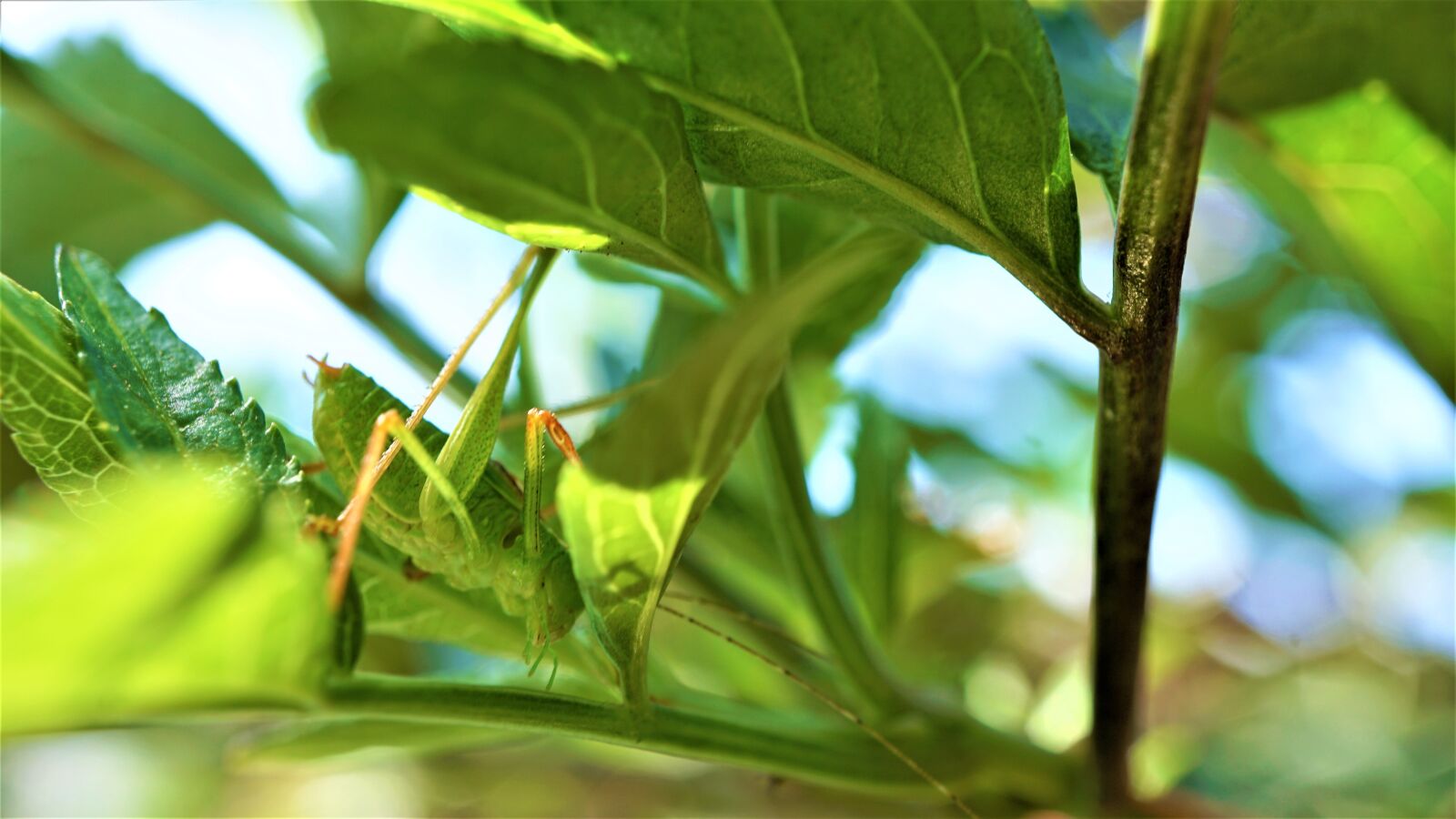 Sony E 30mm F3.5 Macro sample photo. Grasshopper, insect, green photography