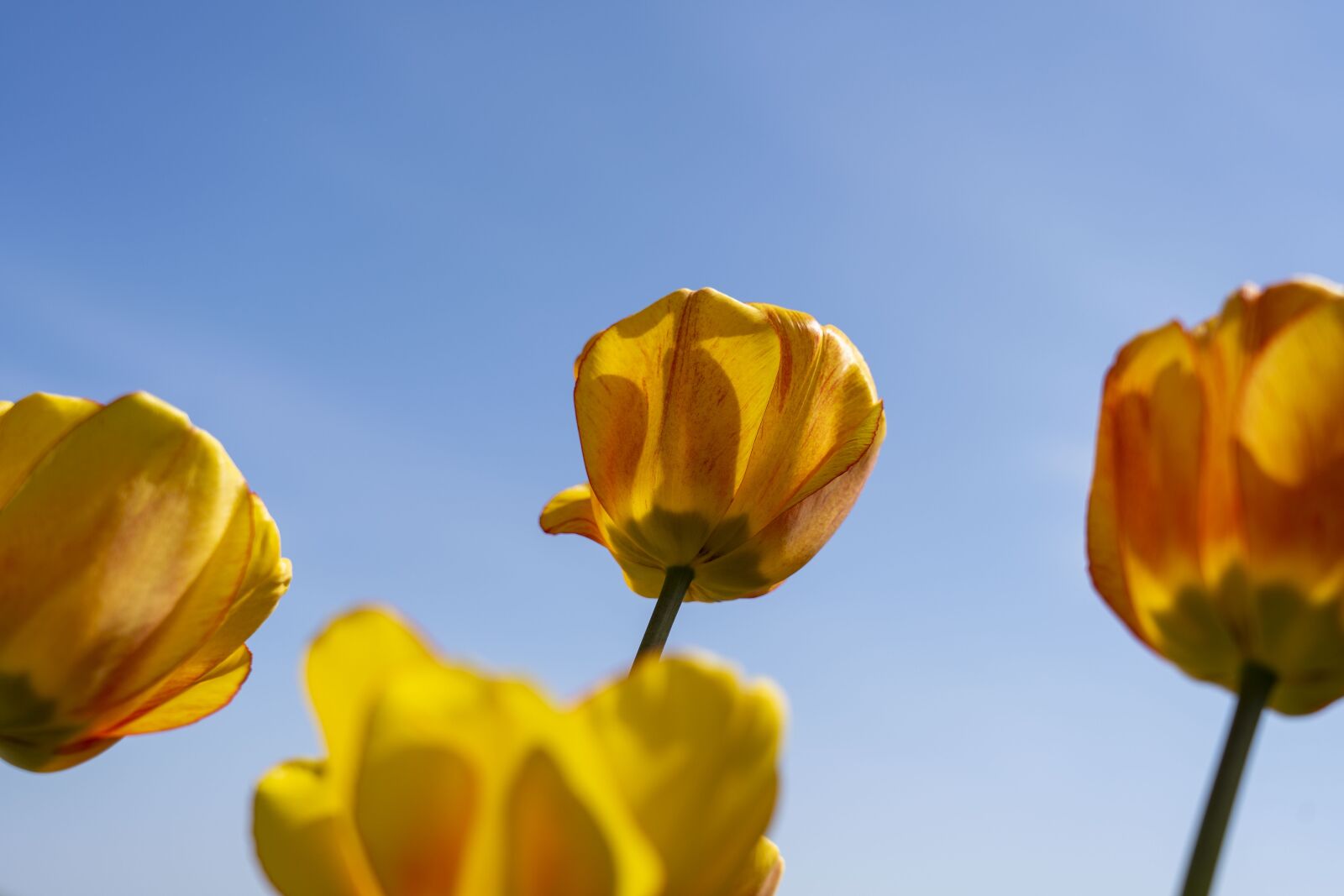 Sony FE 24-105mm F4 G OSS sample photo. Tulip, tulips, flower photography