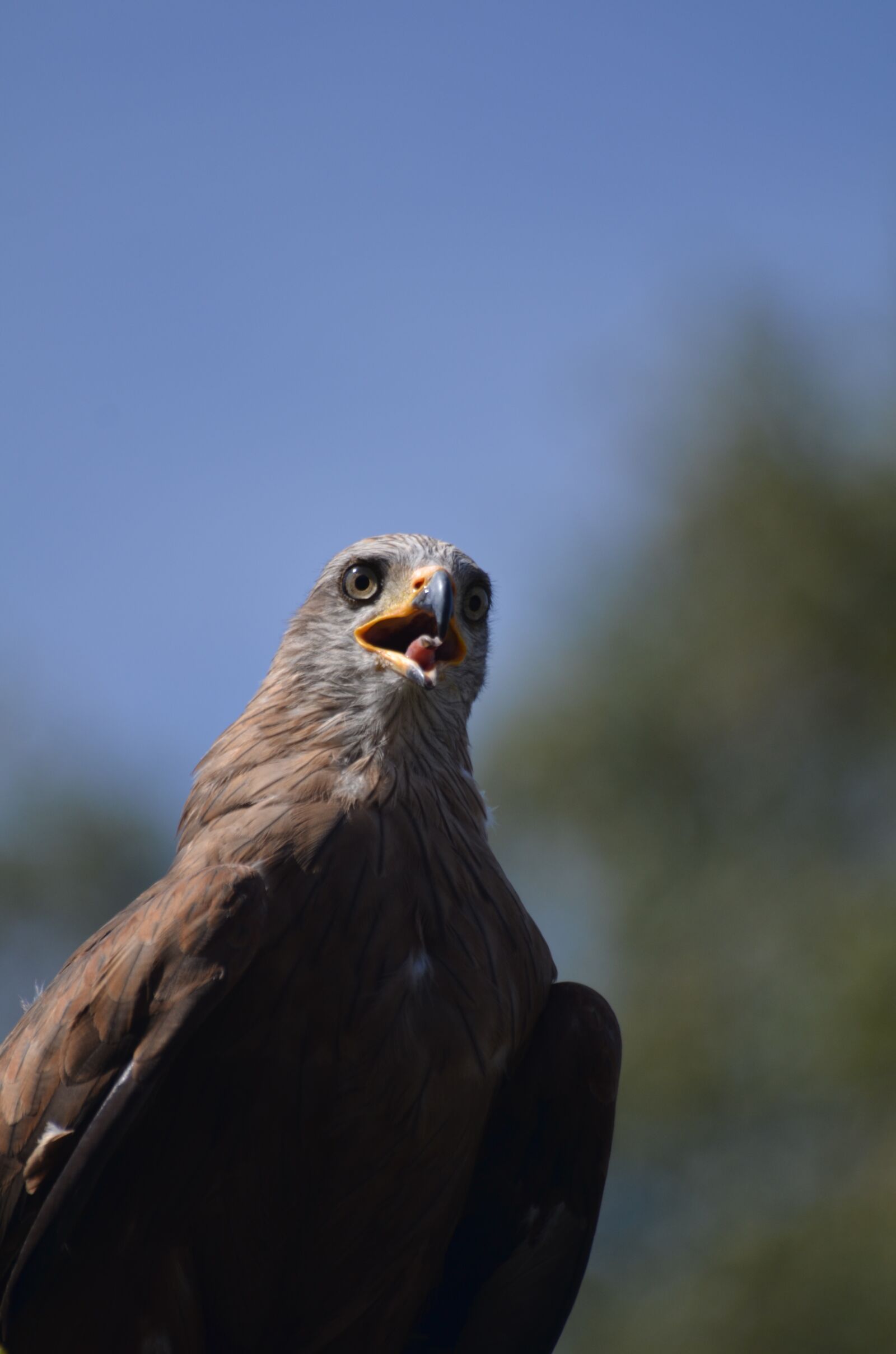 Nikon D7000 sample photo. Raptor, bird, eagle photography